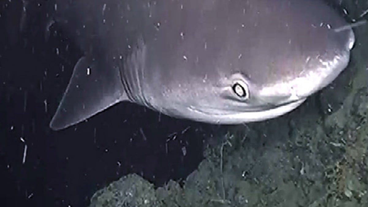 Popolazione di squali scoperta nel Golfo di Napoli - 