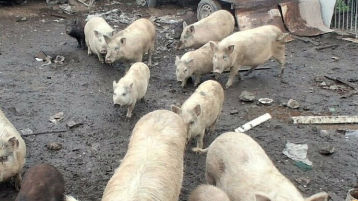 Scoperto allevamento abusivo a Terzigno con 200 animali e oltre 60 maiali - 