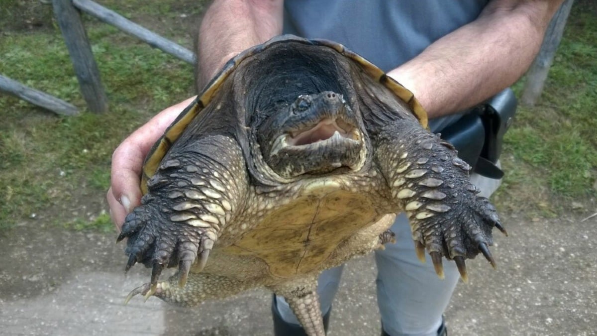 Incubo tartaruga killer, recuperati già 25 esemplari - 