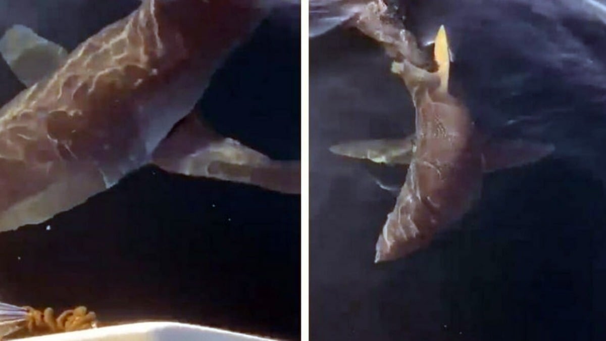 Squalo attacca pescatore: succede nel Sud Italia - 