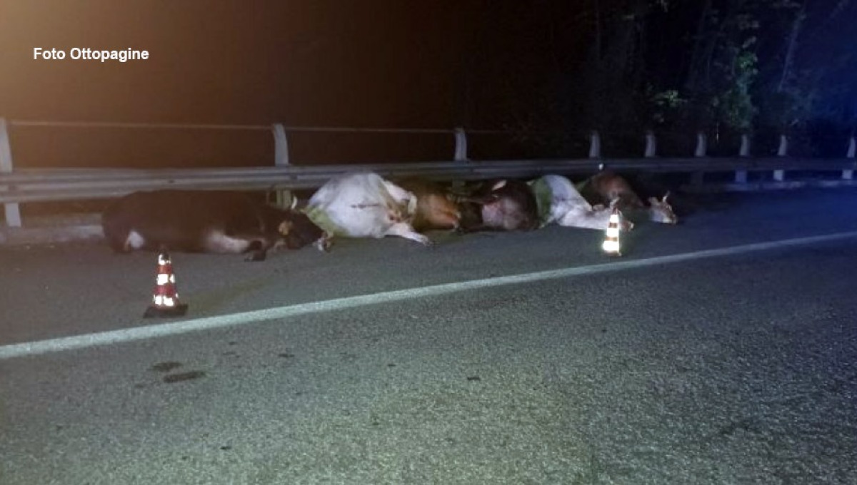Otto mucche muoiono investite sulla Statale: 4 feriti - 