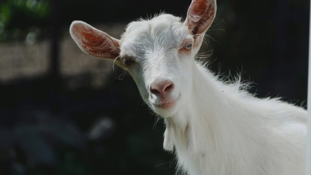 Legano le zampe ad una capretta e lasciano nel parcheggio del supermercato - 