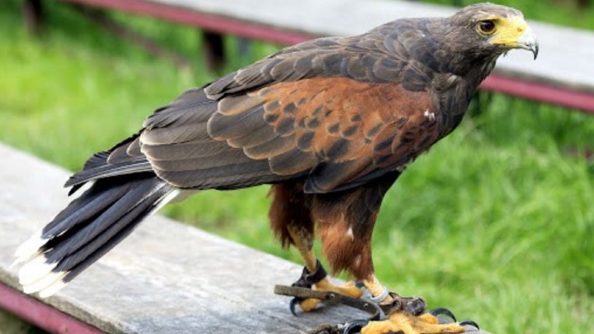 Poiana di Harris trovata a San Giovanni a Teduccio - 