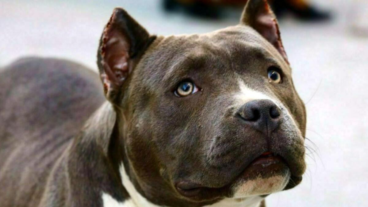 Donna trovata senza vita in casa ferita dal cane - 