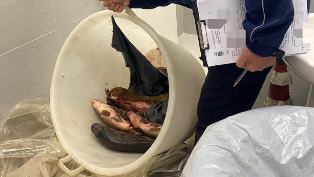 Controlli al mercato di San Giuseppe Vesuviano, sequestrati 200 chili di pesce - 