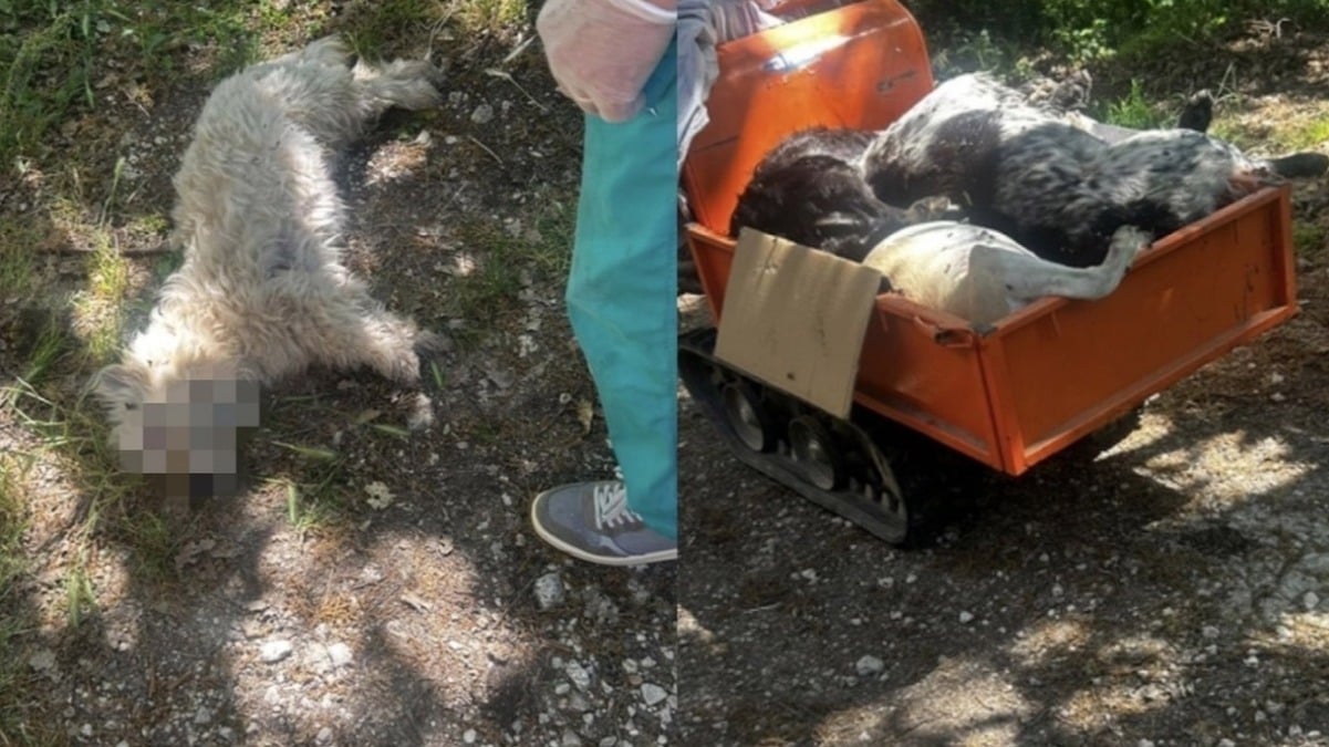 Trovati 15 cani morti avvelenati - 