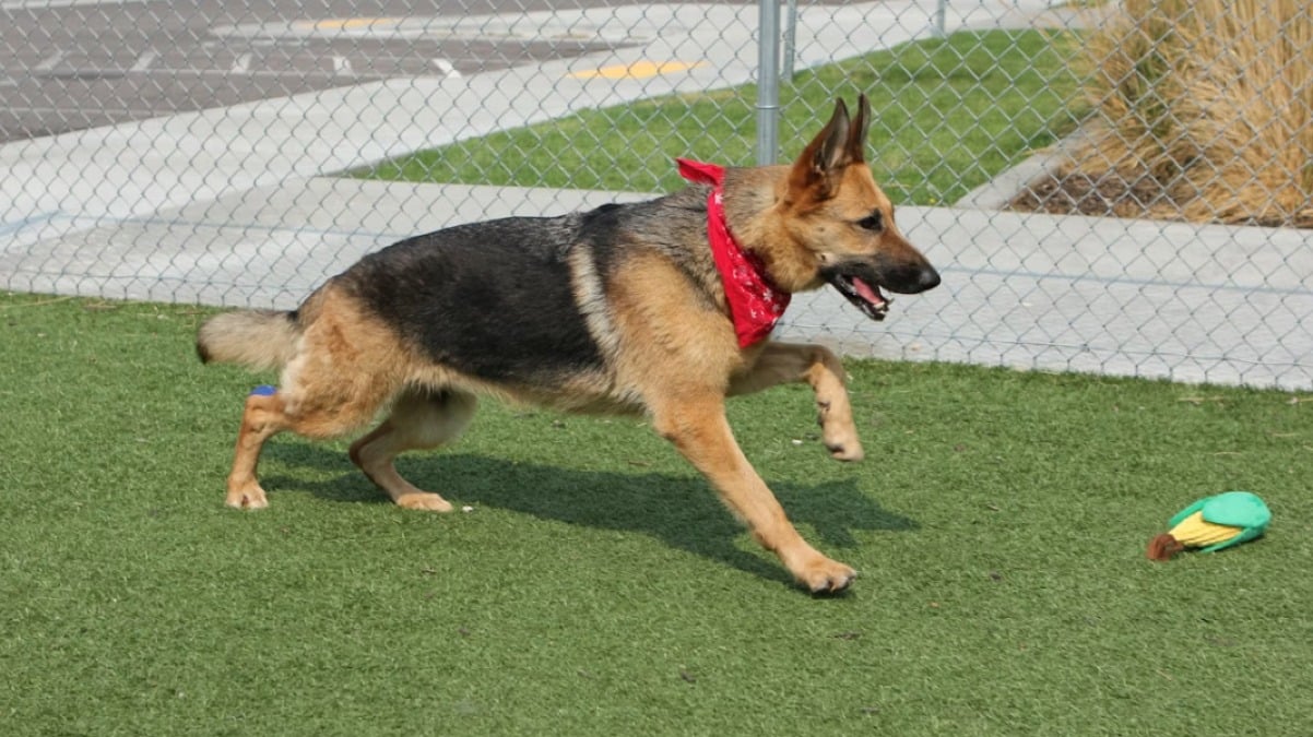 Protegge il suo cagnolino e viene azzannato al centro commerciale - 