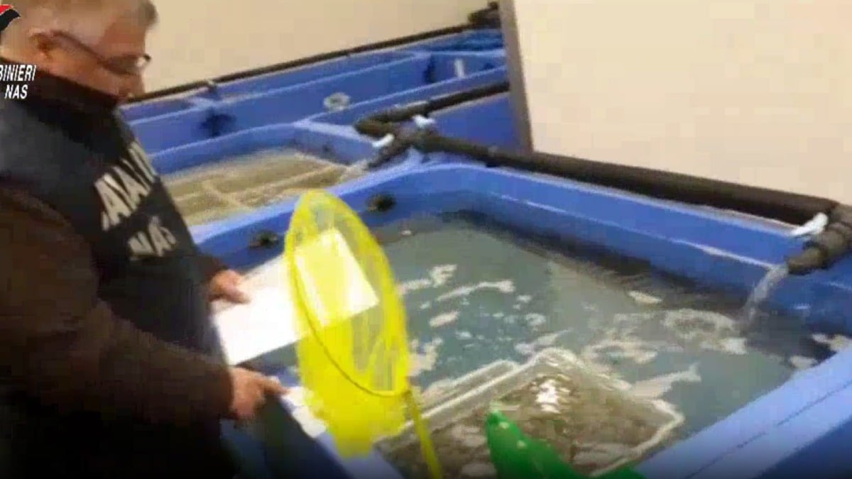 Rischio epatite, sequestrate 16 tonnellate di alimenti - 