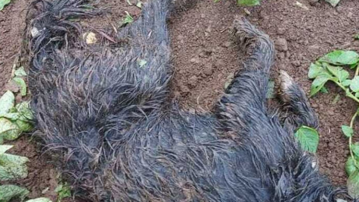 Cagnolino trovato sbranato nel giardino di casa - 