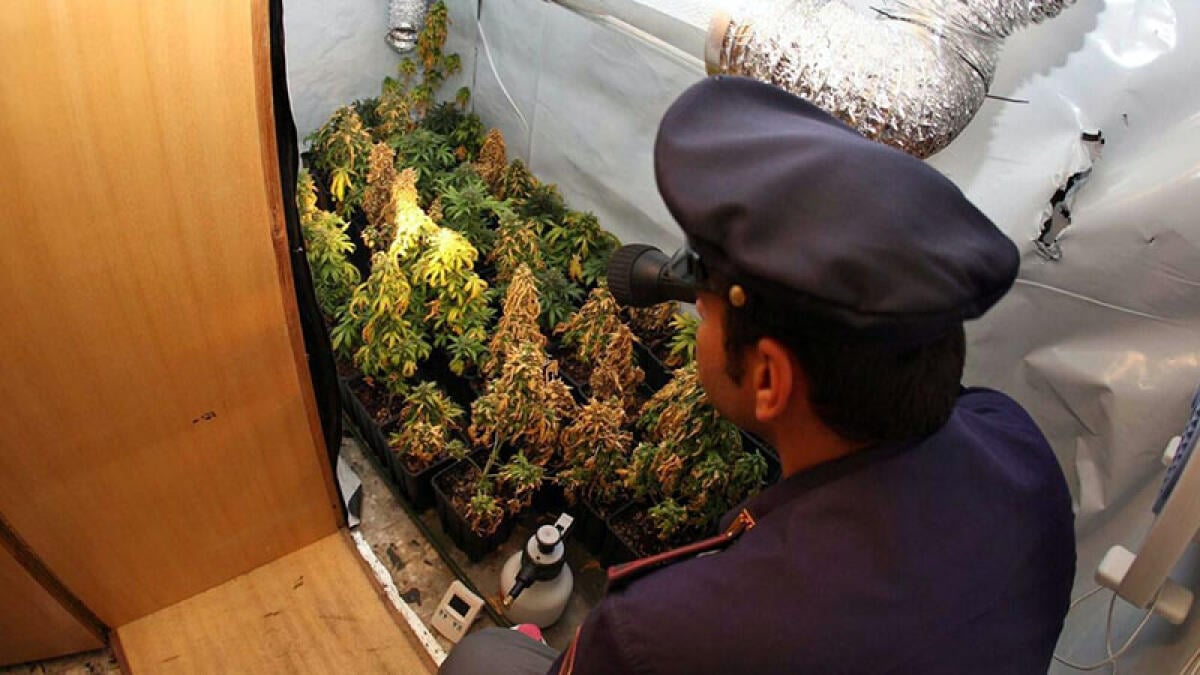 Si mette a coltivare mezzo chilo di marijuana a casa della fidanzata - 