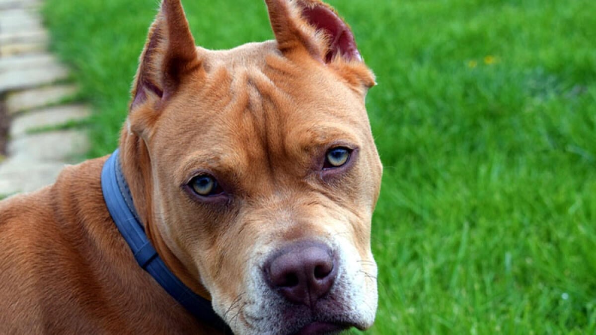 Pitbull agonizzante trovata in strada - 