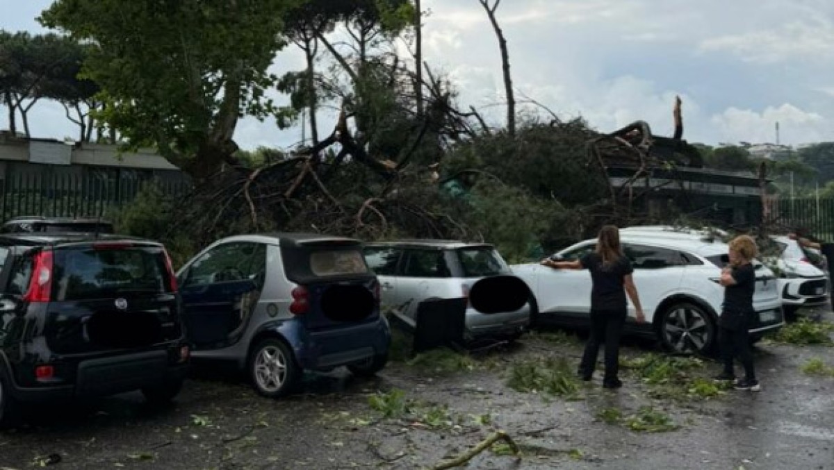 Diluvio e tromba d'aria: è strage di alberi - 