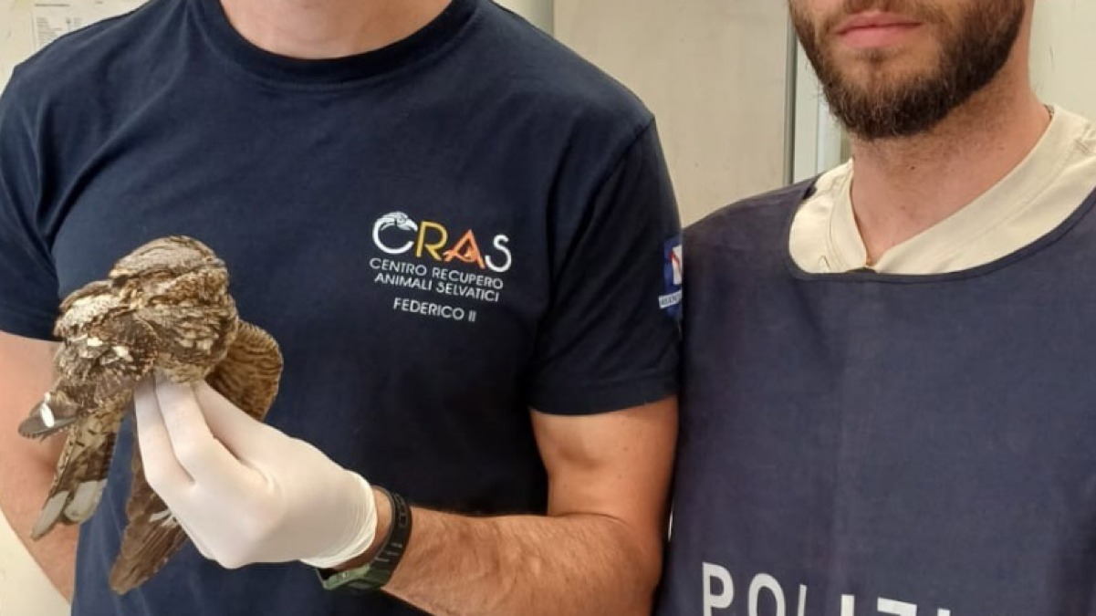 Esemplare di succiacapre migrato dall'Africa finisce all'areoporto di Capodichino - 