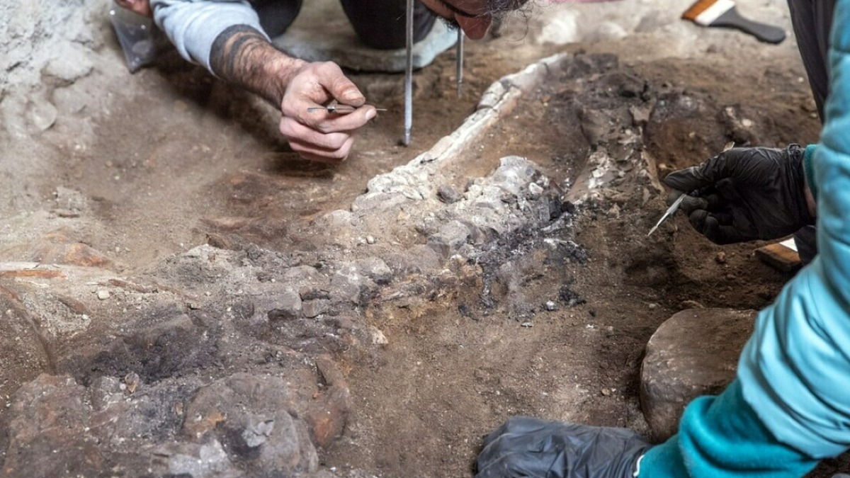 Scavi di Pompei, emerge lo scheletro di un equide - 