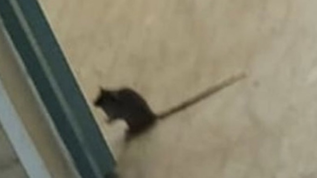 Ratti all'ospedale Maresca ripresi in un video di un paziente - 