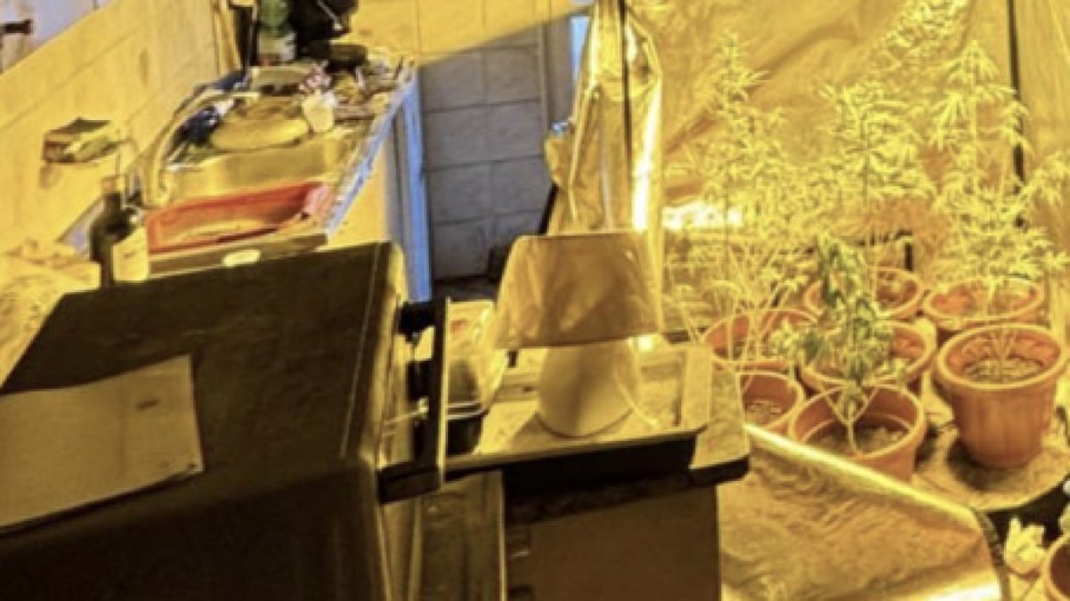 Serra di cannabis in casa, arrestato nei Paesi Vesuviani - 