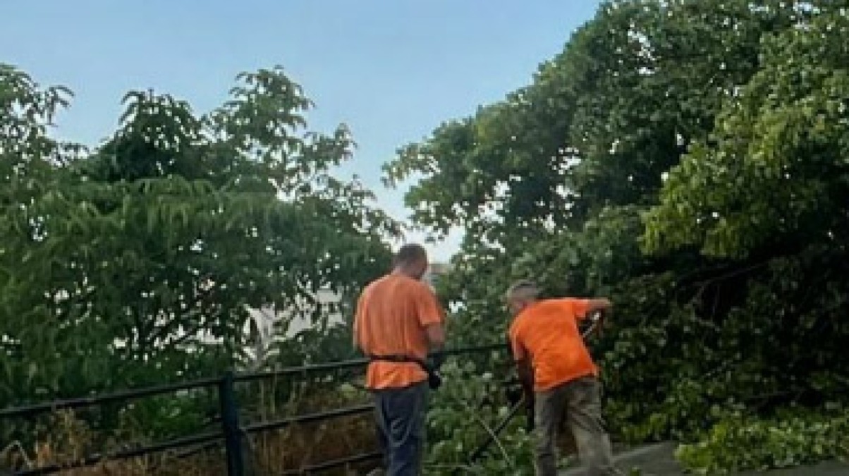 Albero si abbatte sulla sede stradale a Pompei - 