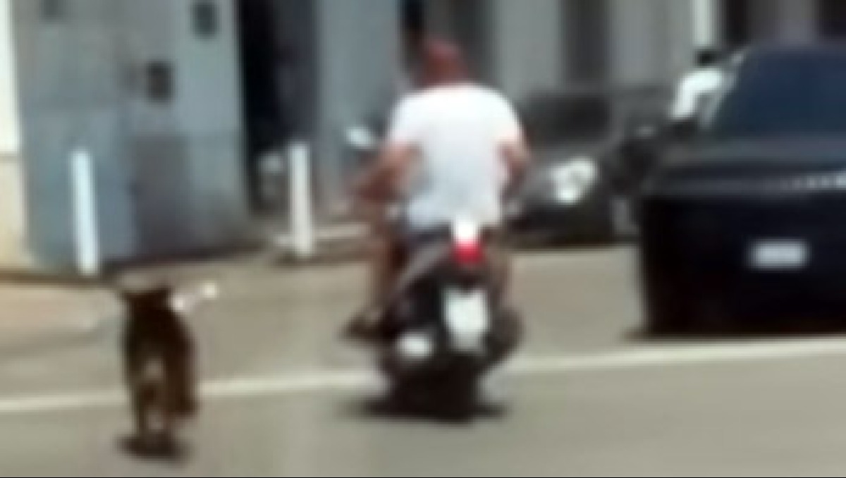 Cane trainato da scooter sotto al sole, il video indigna il web - 