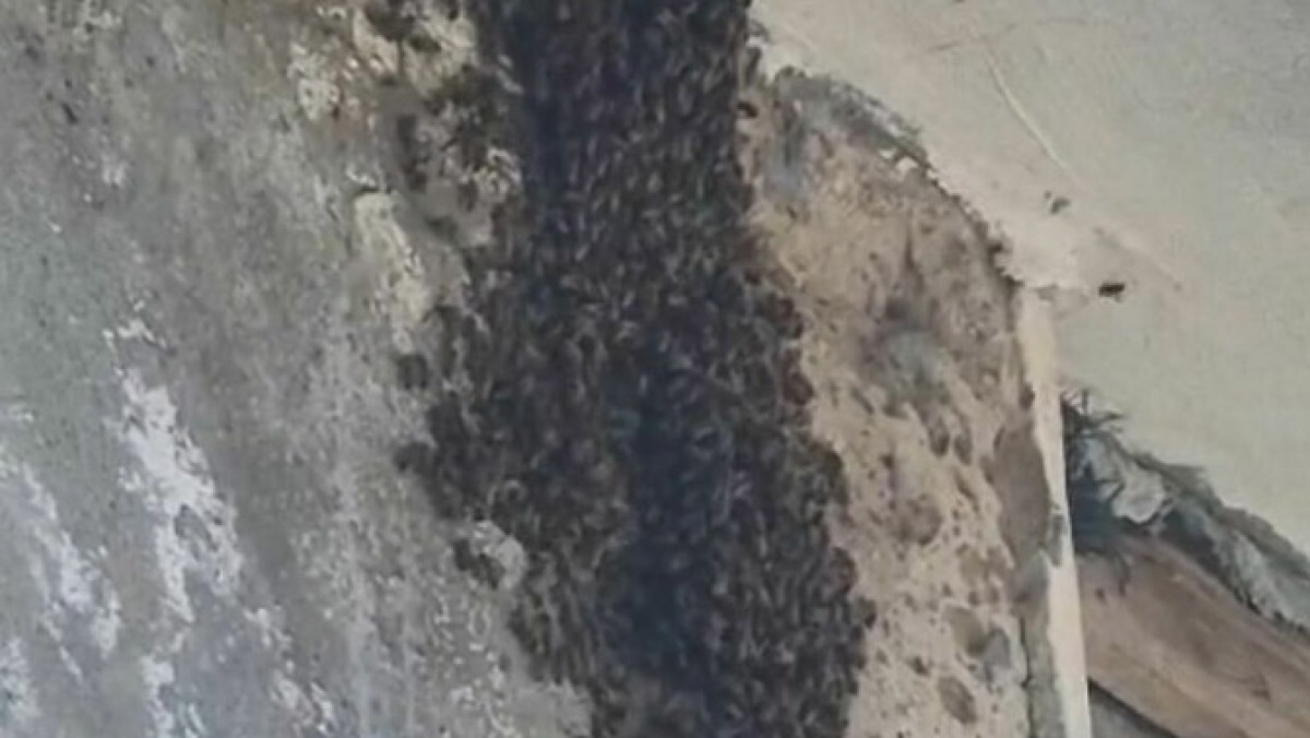 Enorme nido di calabroni davanti al cimitero