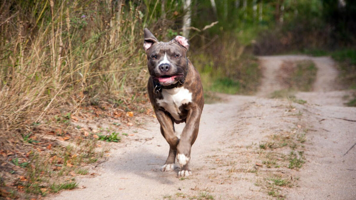 Due grossi pitbull in strada da soli, tolti ai padroni e affidati all'Asl - 