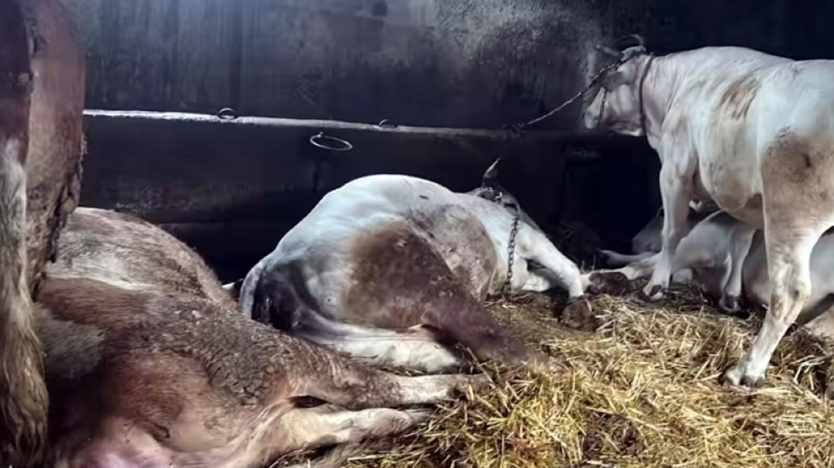 Fulmine sull'azienda agricola: muoiono mucche e vitelli