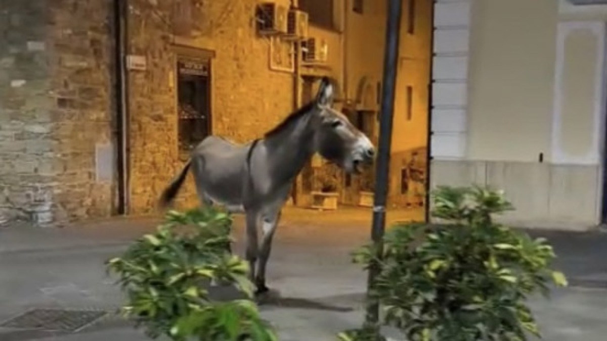 Asino passeggia tra le strade del centro - 