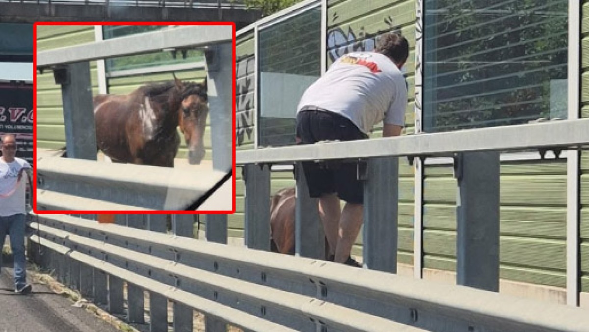 Cavallo ferito trovato sull'A30