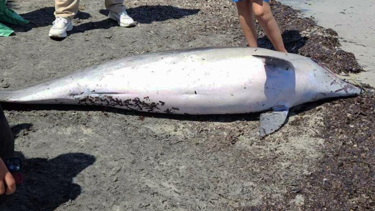 Delfino trovato morto in mare al Sud - 