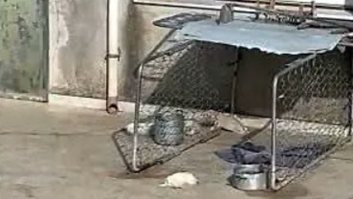Lascia i cani sotto al sole sul terrazzo, muoiono quattro cuccioli - 