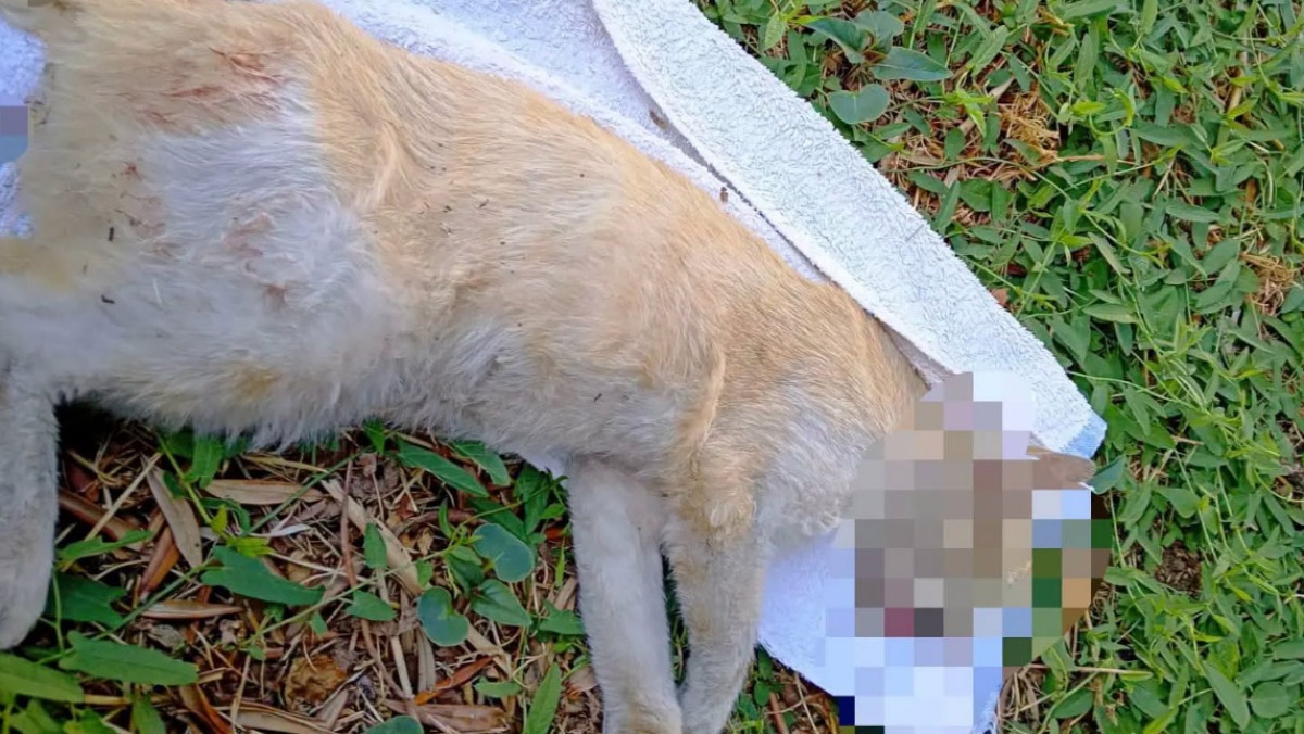 La mamma e suoi gattini morti avvelenati - 