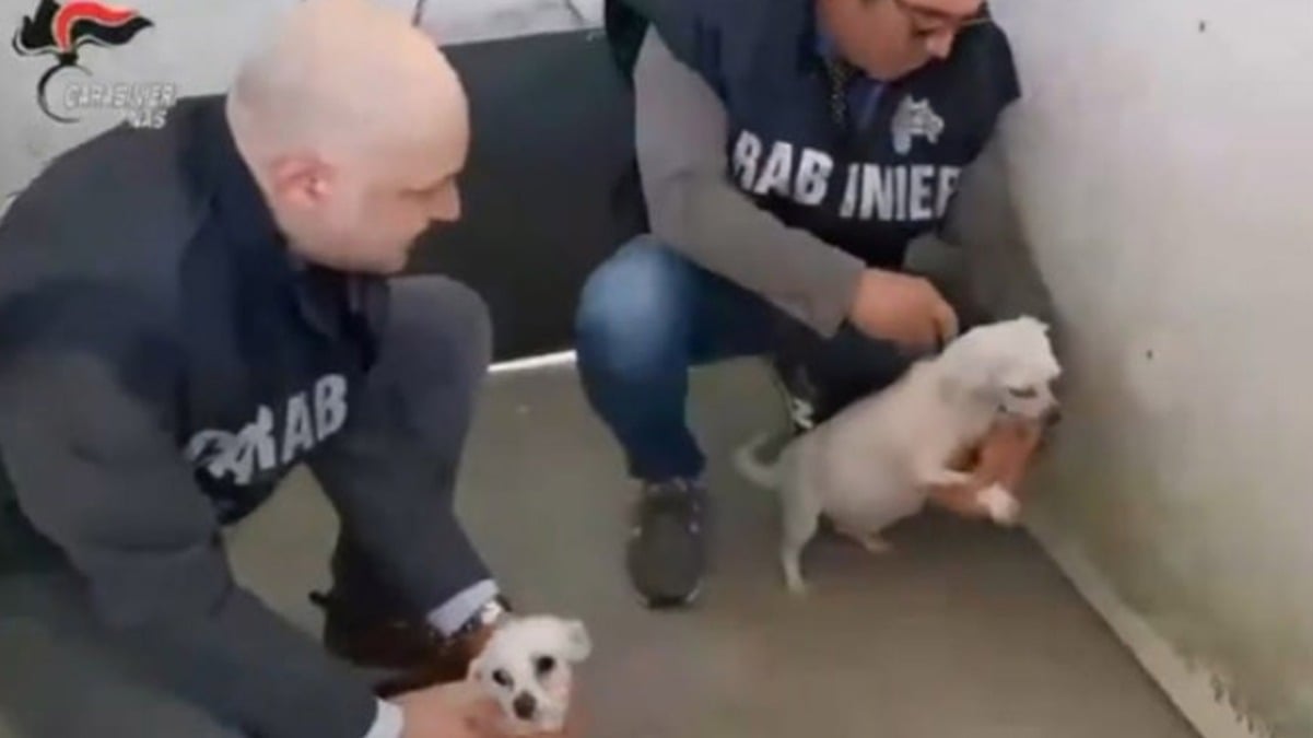 Sigilli a veterinario abusivo, nell'ambulatorio tre cuccioli senza vita - 