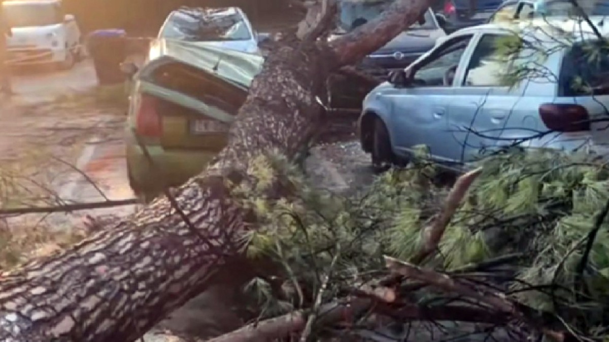 Cade grosso albero nella notte e finisce su cinque auto - 