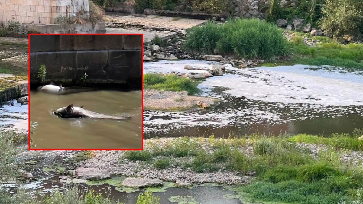 Schiuma e pesci morti, orrore nel fiume in Campania - 