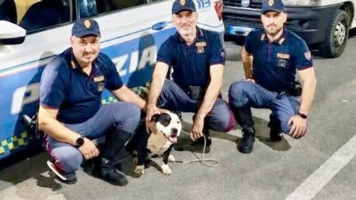 Cucciola di cane salvata sull'A30 - 