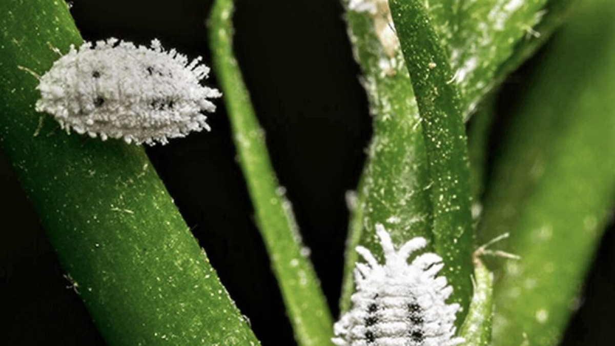 Rilasciato coleottero per sterminare la cocciniglia dei pini - 