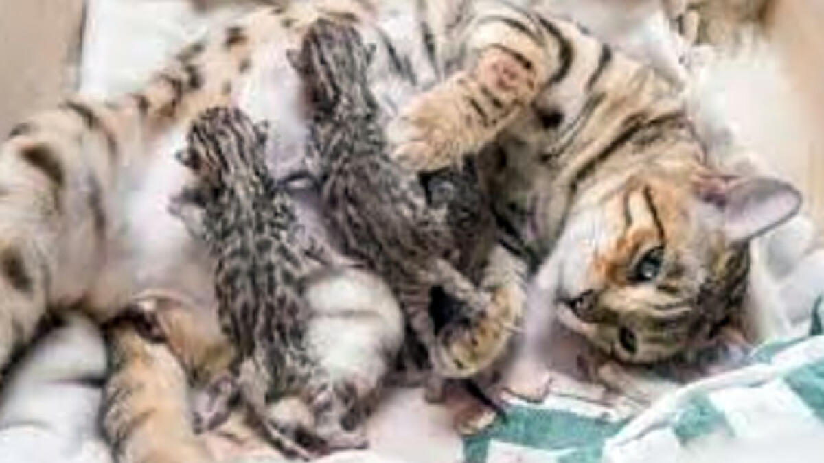 Gatto di quartiere ucciso a colpi di pistola - 