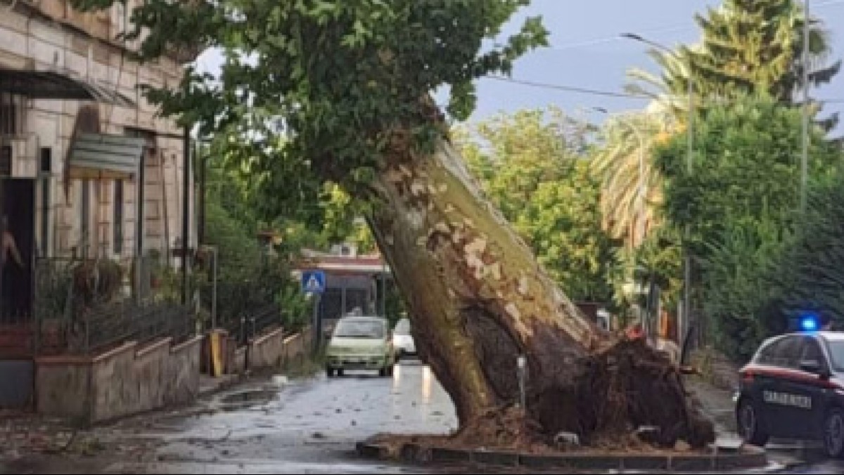 Crolla il platano simbolo, il vento spazza via un pezzo di storia a Piazzolla di Nola - 