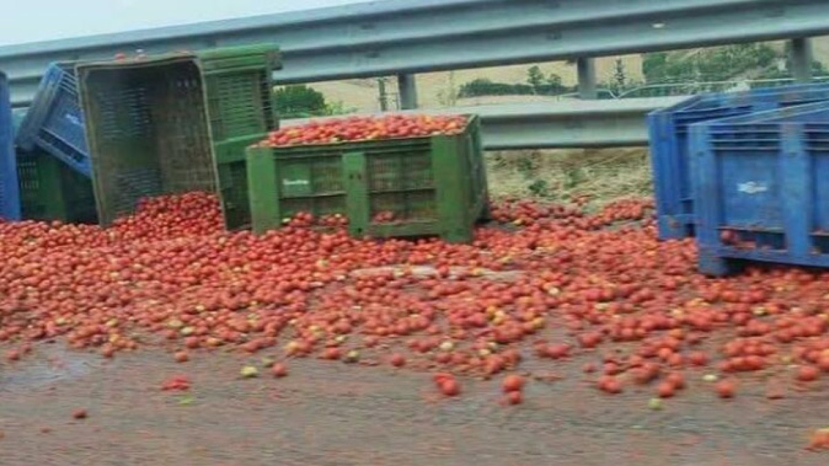 Tir perde il carico di pomodori sull'A16 - 