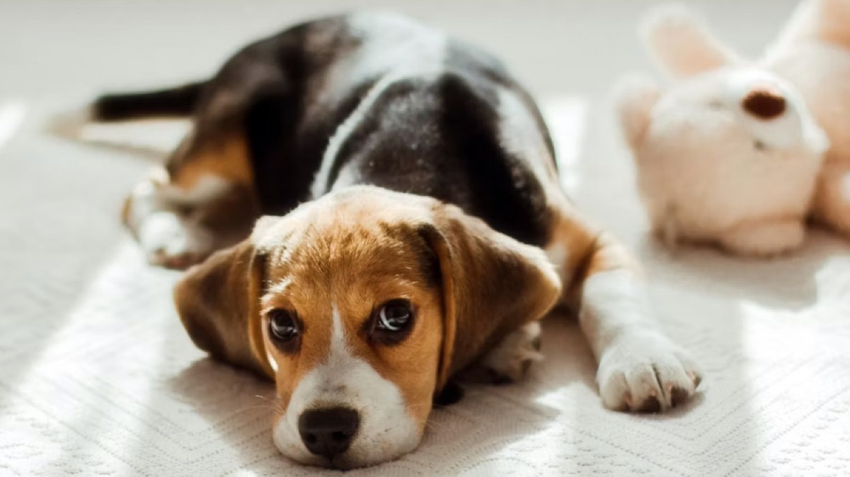 Messo in salvo un beagle abbandonato in Tangenziale - 