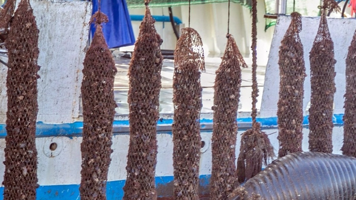 Allevamenti di cozze, controlli e novità sull'epatite - 