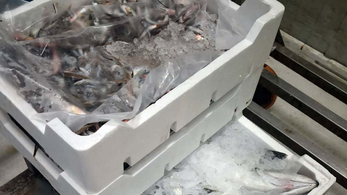 Sequestrati 500 chili di pesce nel mercato all'ingrosso dell'area vesuviana - 