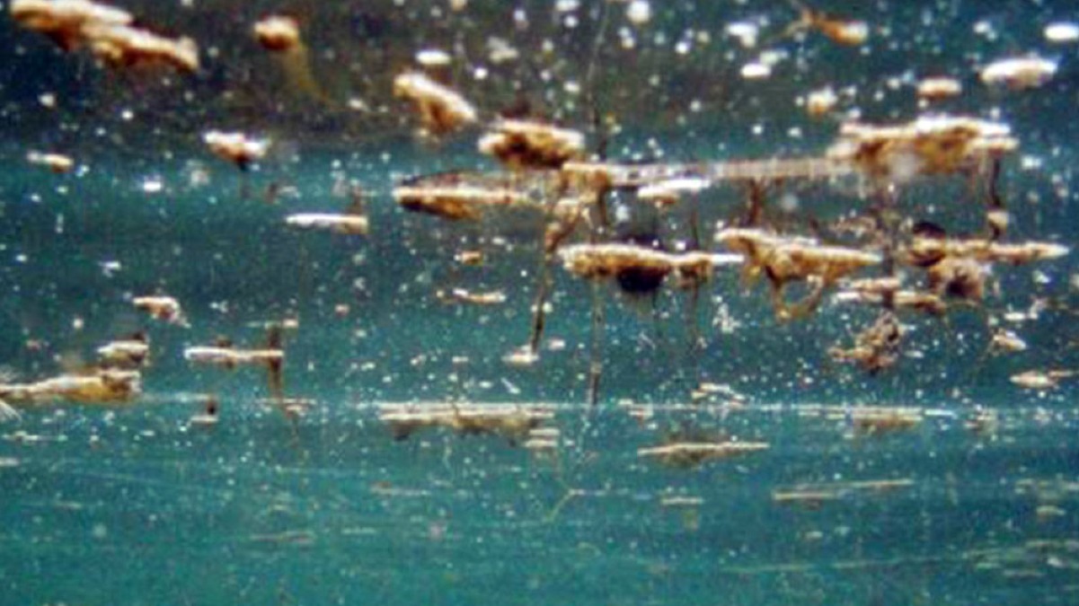 Arriva un'alga tossica nel mare italiano - 