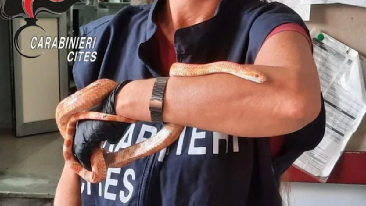 Serpente lungo un metro trovato in strada nel Napoletano - 