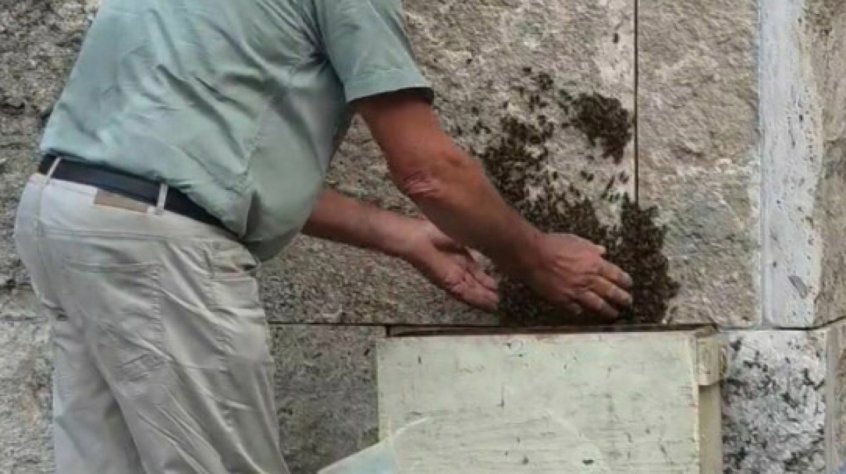 Sposta la colonia di api senza protezioni né guanti, video virale - 
