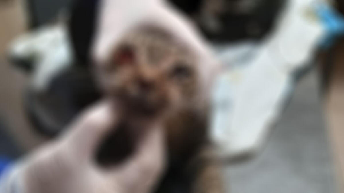 Gatto chiuso in un sacchetto dei rifiuti - 