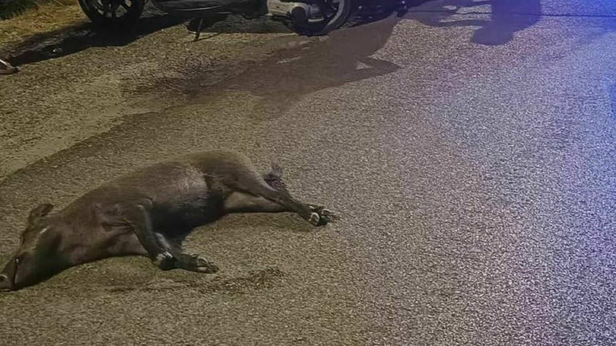 Finisce con la moto contro un cinghiale, è in ospedale - 