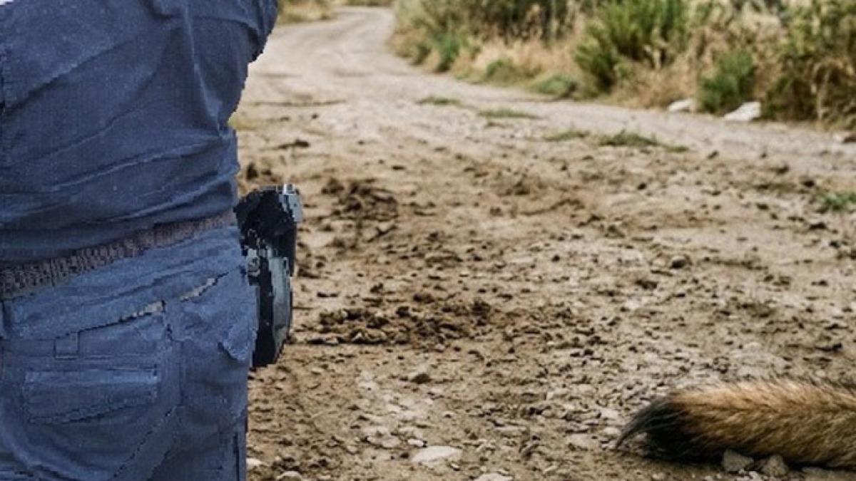 Attività di cremazione lascia carcassa di cane abbandonata - 