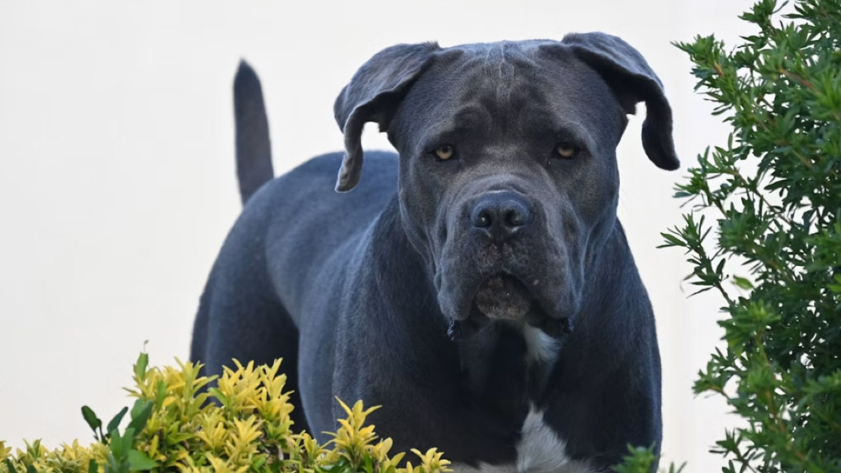 Lupo sbrana e uccide un cane corso - 