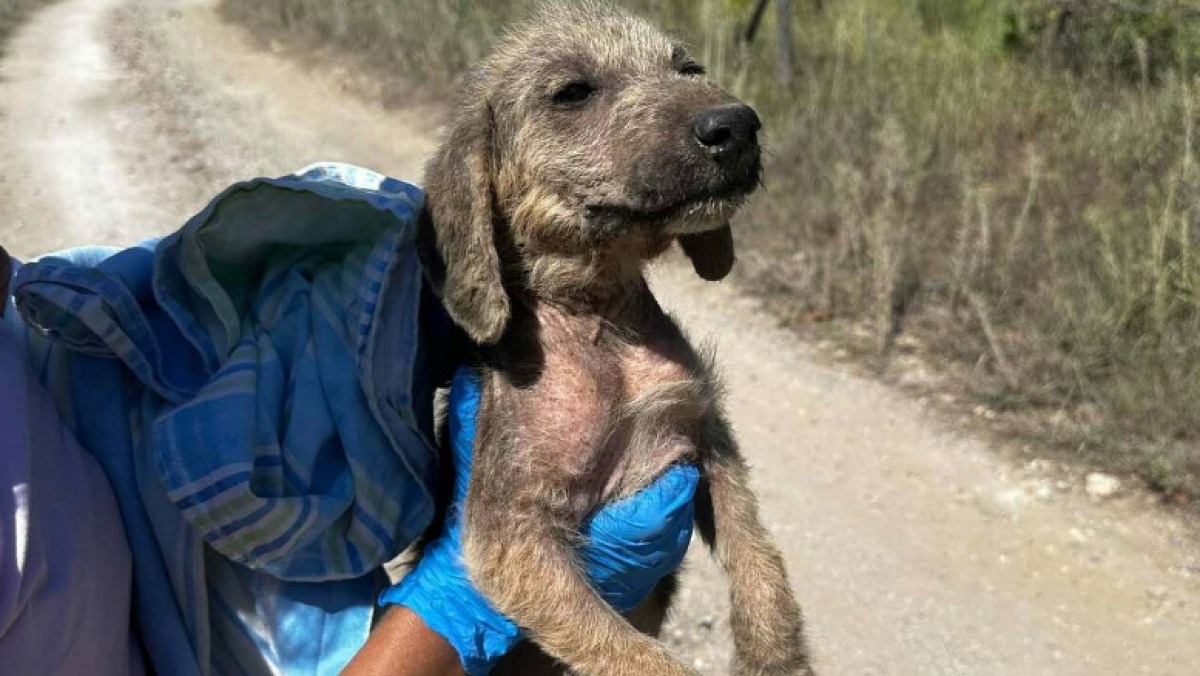 Cuccioli abbandonati, in due sono morti investiti - 
