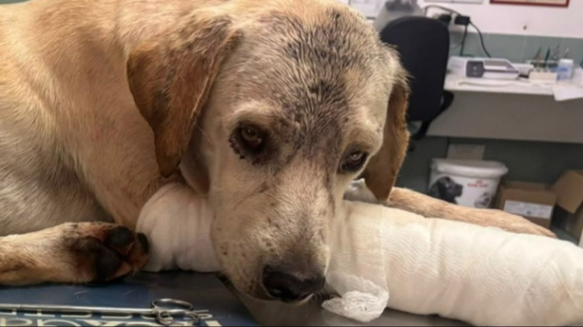 Cagnolino bastonato, strangolato e accoltellato in strada